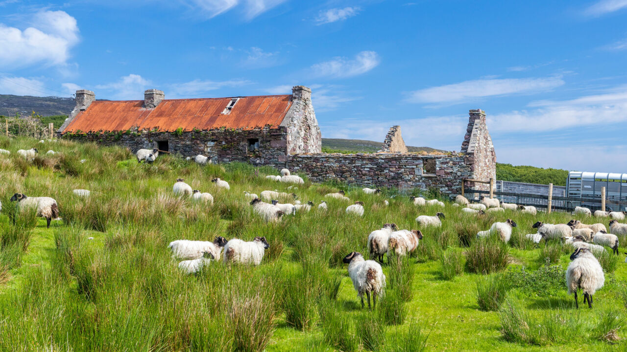 Cottage und Schafe auf Achill Island