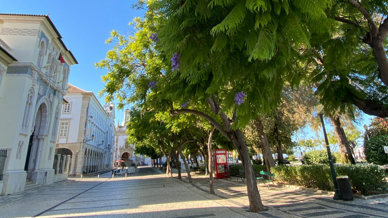 Bäume und historische Häuser in der Altstadt von Faro