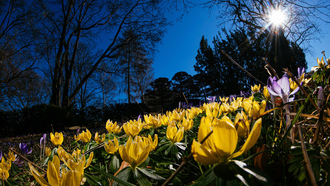 Frühling im Erfurter egapark, Nahaufnahme Blüten