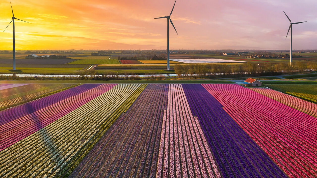 Tulpenfelder in Holland, von oben 