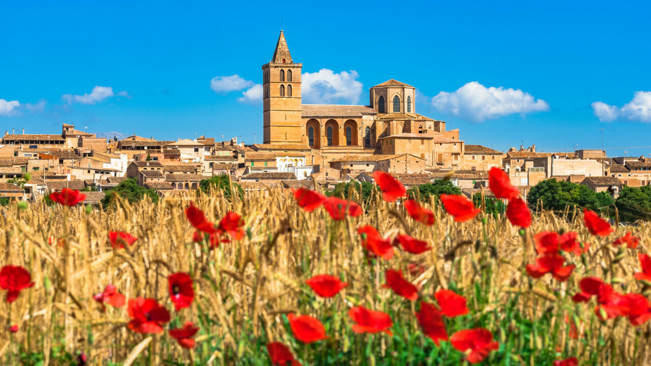 Mohnblumen vor Sineu