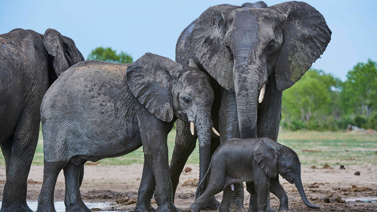 Elefantenfamilie im Hwange-Nationalpark in Simbabwe