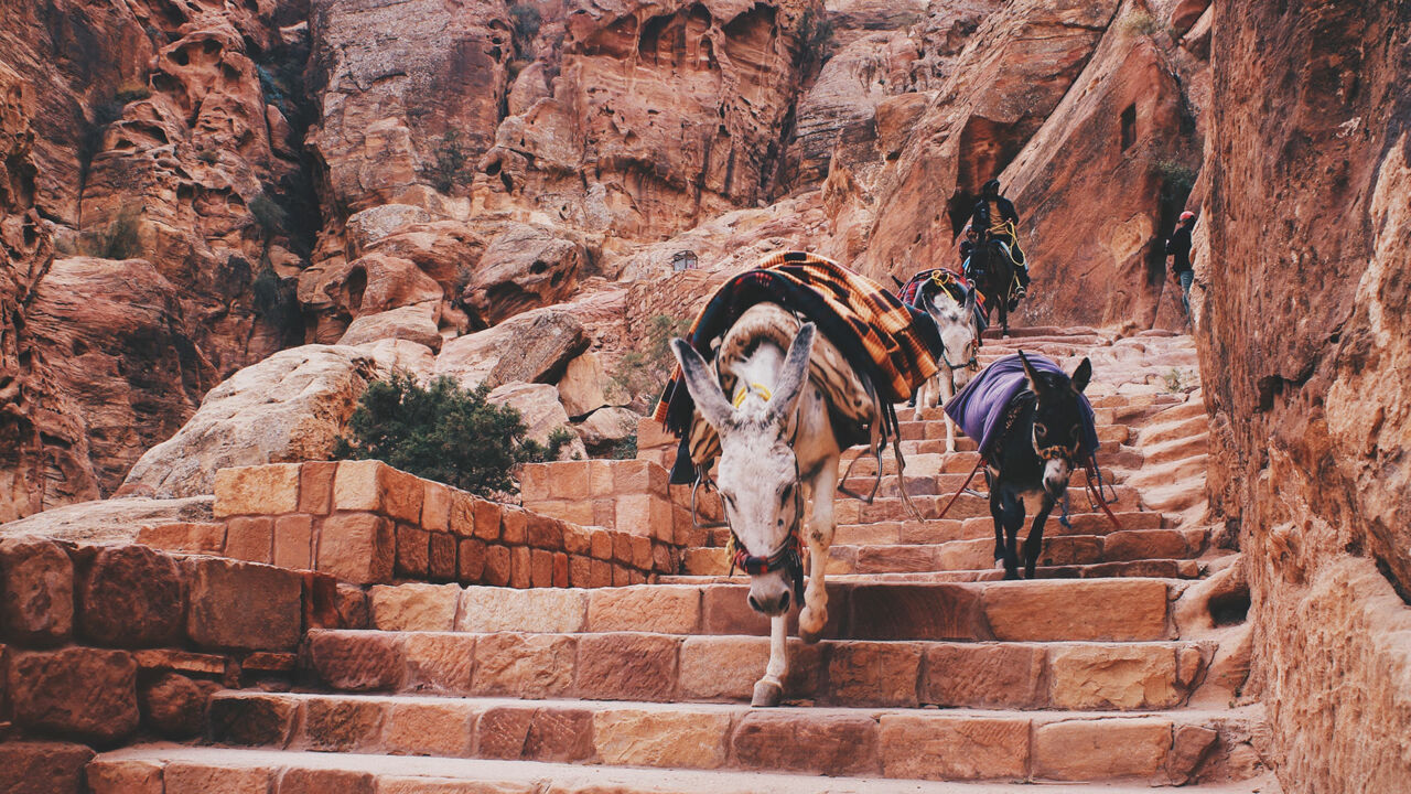 Esel im Wadi Musa, Tal in Jordanien 