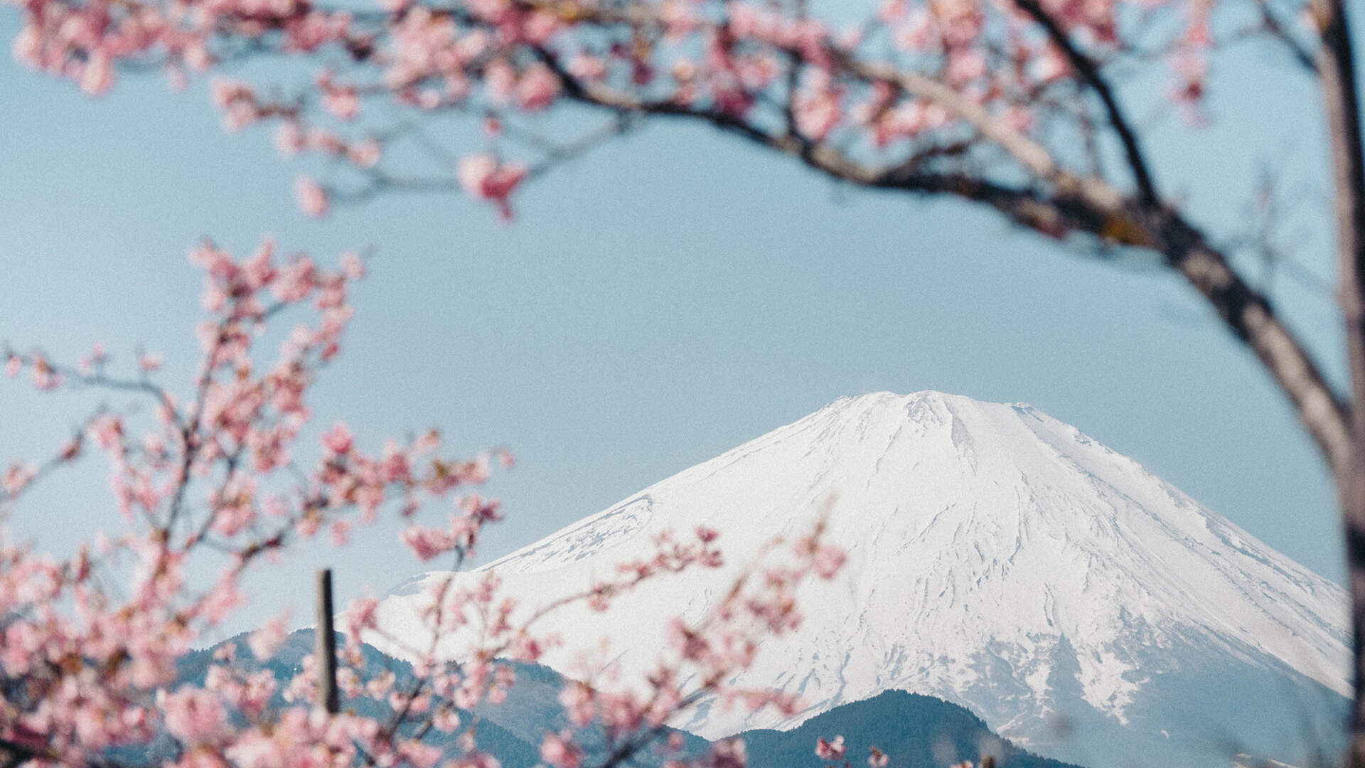 Kirschblüte Japan Fuji