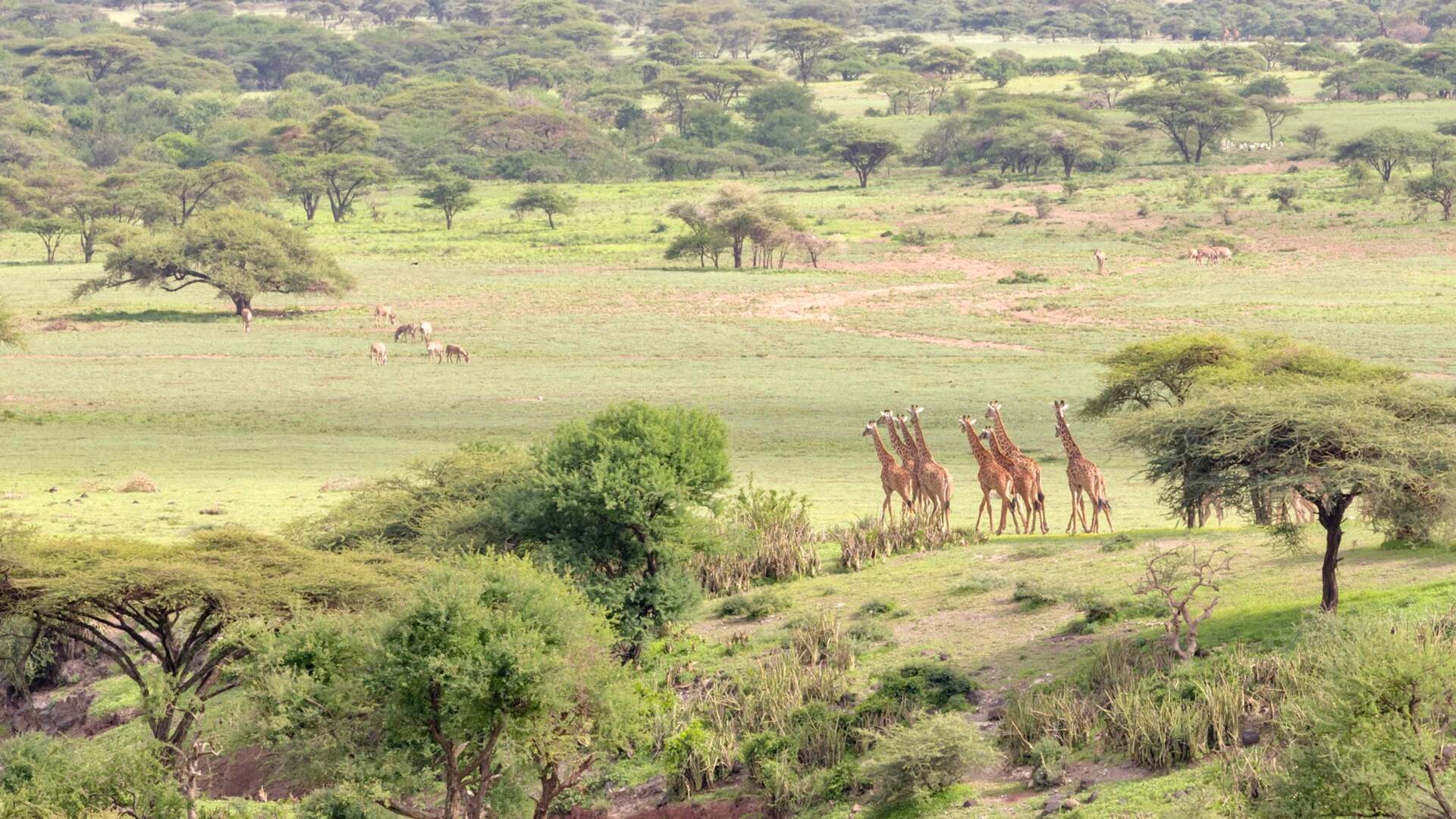 Seasons_11511625_HiRes_Giraffen_im_Ngorongoro_Krater_in_der_Serengeti_Tansania_Afrika
