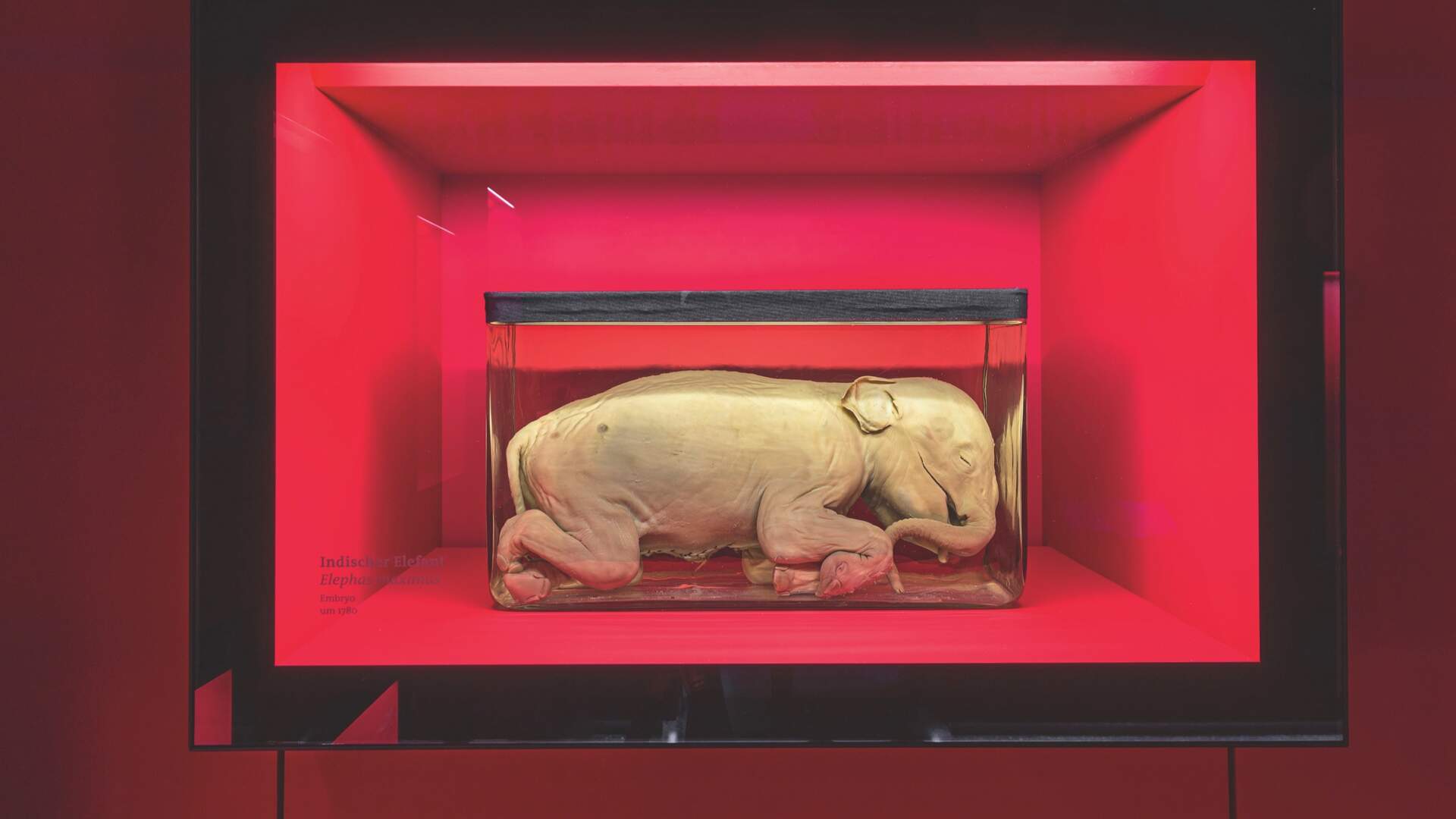 Indischer Elefant-Embryo