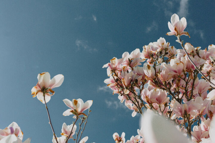 Magnolienblüte im April
