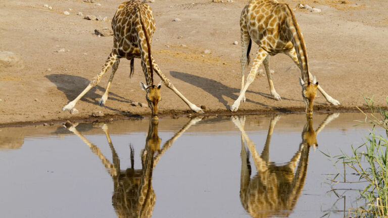 etosha-namibia-giraffe-wasserstelle