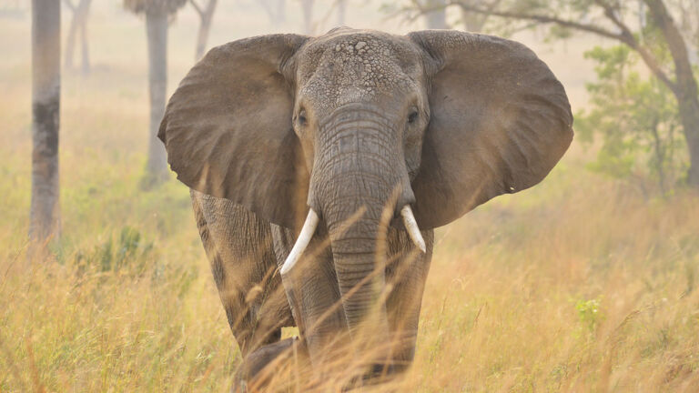 Elefant im Krüger Nationalpark