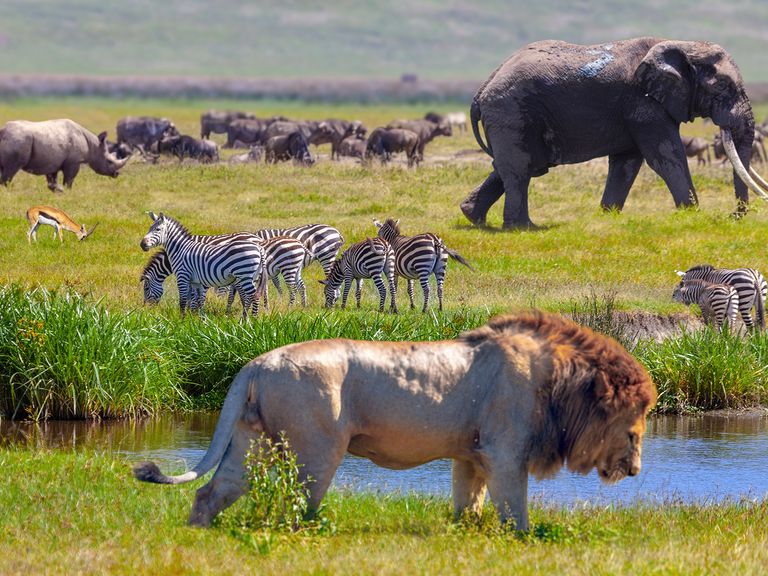 safari-big-five