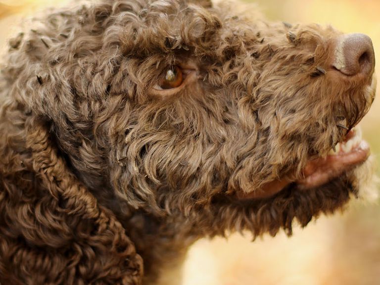 trueffel-suche-mit-hund-kroatien