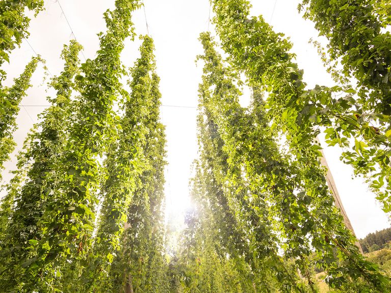 Bitburger Hopfen Bitburger Hopfen