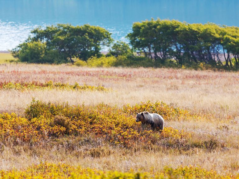 Grizzlybär in Kanada
