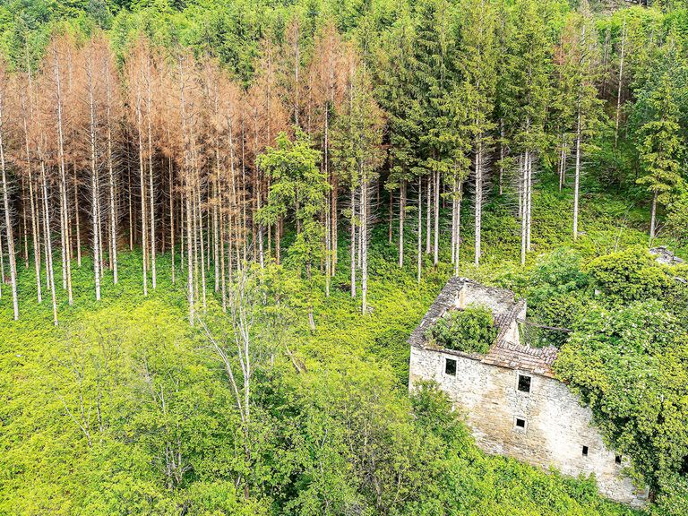 Italien hat mit Waldsterben aufgrund von Hitze und Dürre zu kämpfen – hier in Emilia-Romagna. Absterbende Bäume im Wald in Emilia-Romagna, Italien