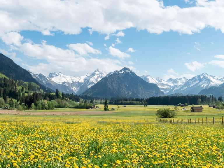 Urlaub mit Alpenblick: Das Allgäu im Süden Deutschlands Blumenwiese im Allgäu, Bayern, Deutschland