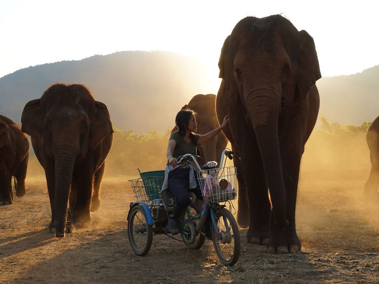 Lek Chailert im Elephant Nature Park, Thailand
