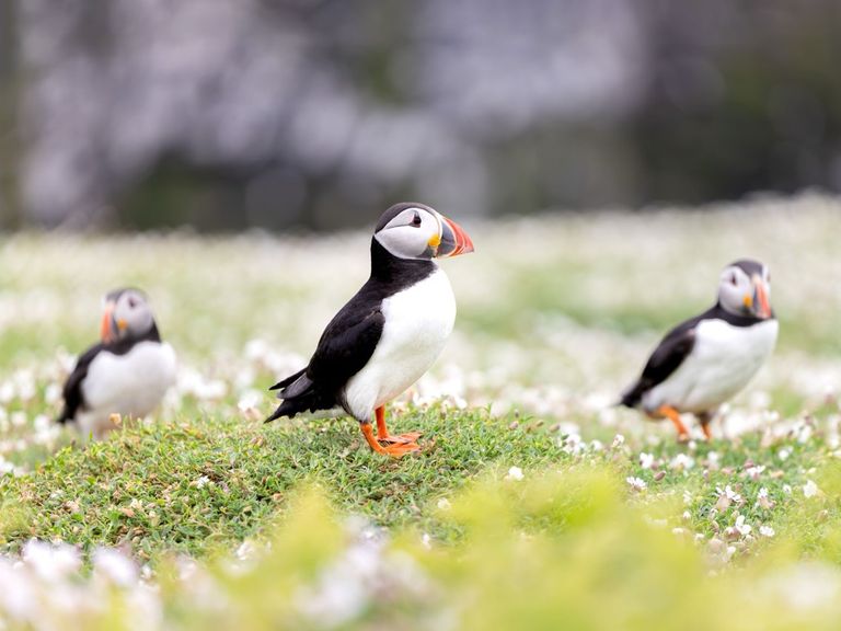 Papageientaucher auf Skomer Island