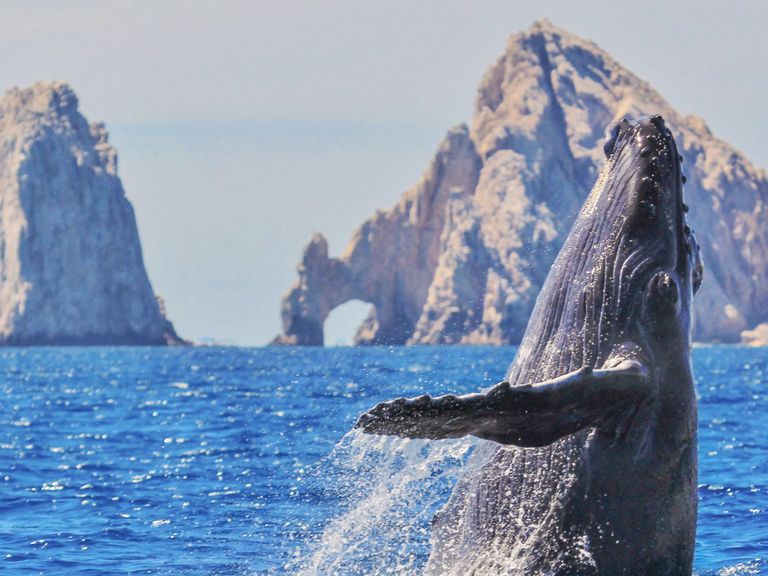 Buckelwale vor The Arch in Los Cabos, Mexiko Buckelwale am The Arch, Los Cabos