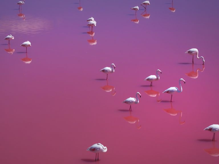 Pink in Pink: Flamingos in einer Salzlagune Faszination Erde, Flamingos