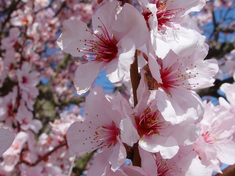 Die Mandelblüte in der Pfalz ist alljährlich ein zartrosa und weißes Spektakel. Mandelblüte in der Pfalz, Nahaufnahme