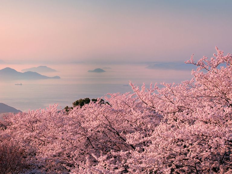 Kirschblüte in Japan, im Hintergrund nebelverhangener Berg