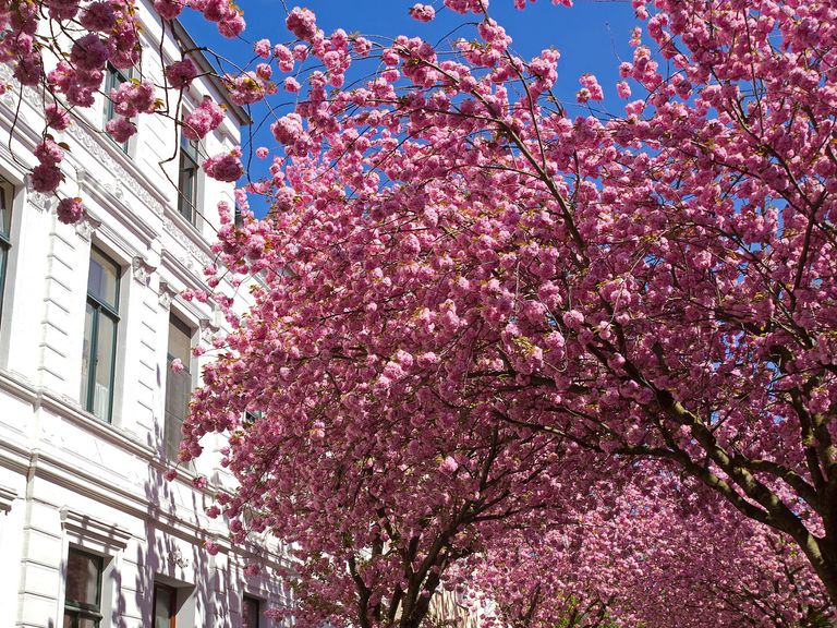 Bonn ist bekannt für die schönste Kirschblüte in Deutschland. Kirschblüte in Bonn, Nahaufnahme