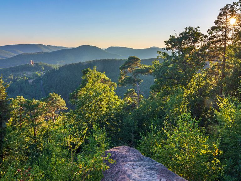 Der Pfälzerwald ist der größte Wald in ganz Deutschland. Pfälzerwald in Rheinland-Pfalz