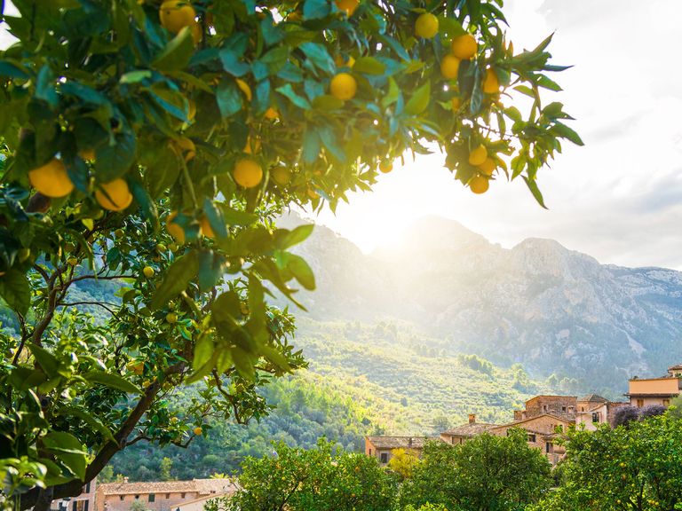 Zitrusfrüchte auf einem Bauernhof auf Mallorca Zitrusfrüchte auf einem Bauernhof auf Mallorca, Nahaufnahme, Landschaft