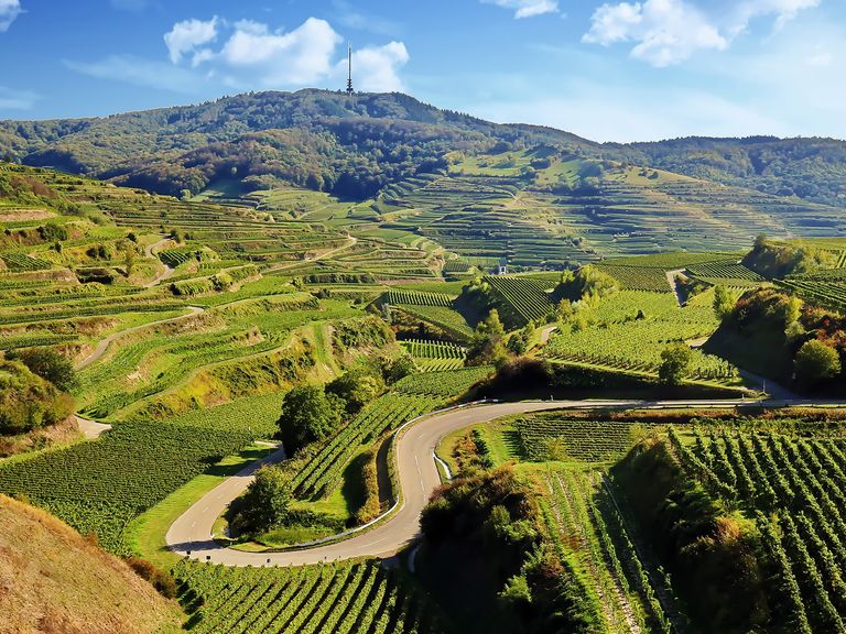Auf der vulkanischen Erde am Kaiserstuhl gedeihen die verschiedenen Rebsorten besonders gut. Weinreben am Kaiserstuhl, Baden