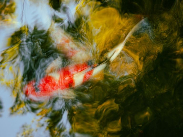 „Water paints the fish, never twice the very same— beauty keeps moving.“ Finn Kuwert: Nishikigoi 錦鯉 Swimming Jewel Finn Kuwert: Nishikigoi Swimming Jewel