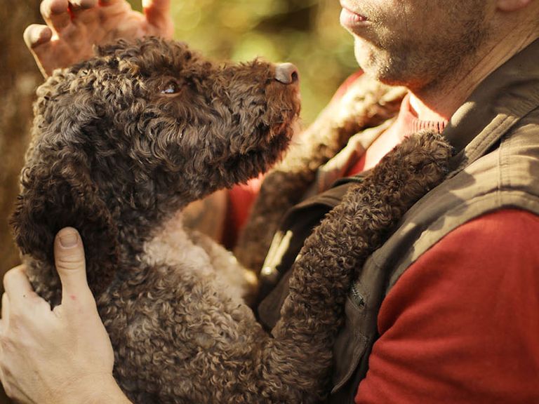 truffel-hund-flocki-mit-nikola