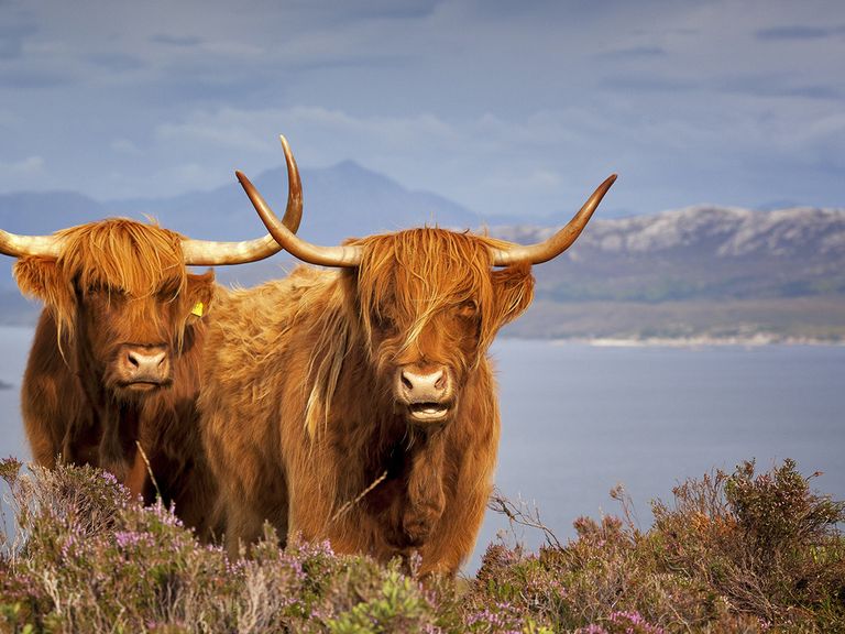 Schottland, Royal Scotsman