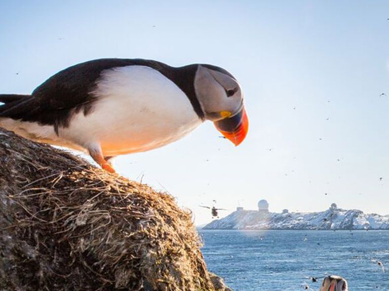 Papageientaucher in Norwegen