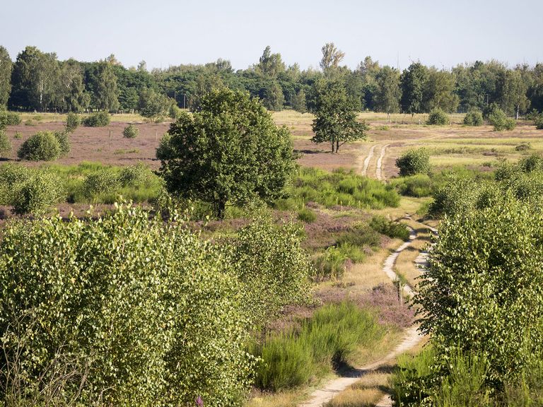 Döberitzer Heide, Brandenburg