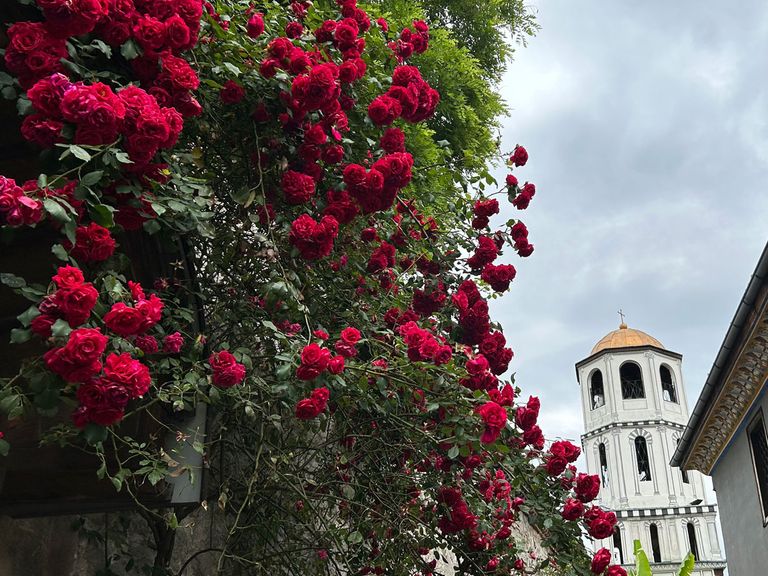 Rosen, im Hintergrund Kirche in Plowdiw