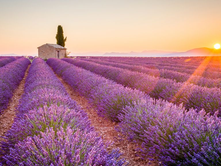 Ein Lavendelfeld bei Valensole, Provence