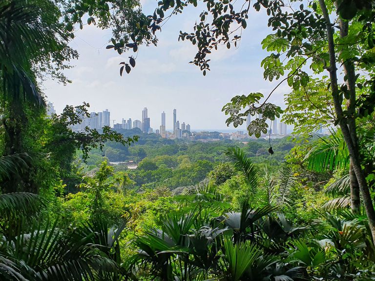 Blick auf Panama-City vom Regenwald aus