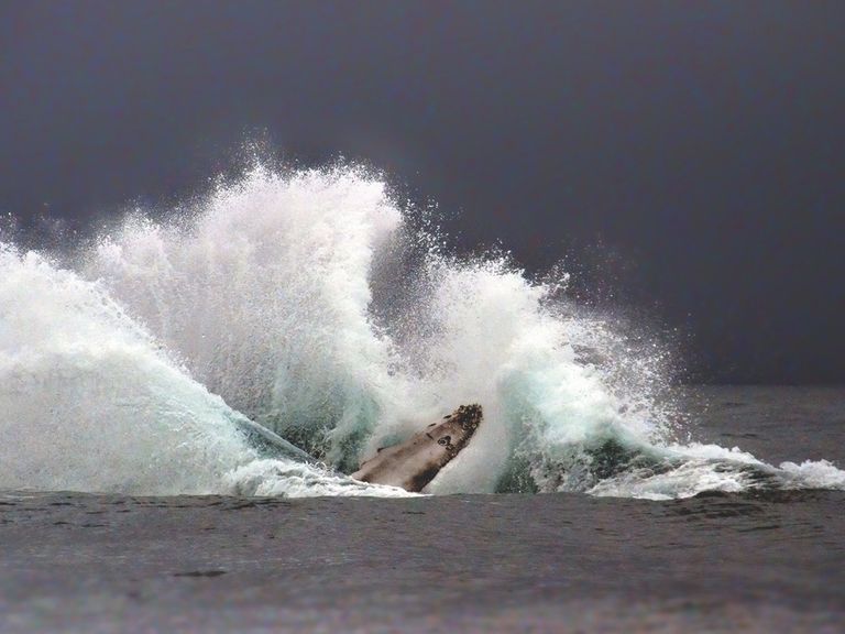 Gro&szlig; (Cano Island Biological Reserve_04_L_300dpi)