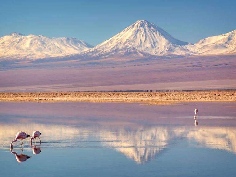 Flamingos vor den Lagunen der Atacama-W&uuml;ste, Chile
