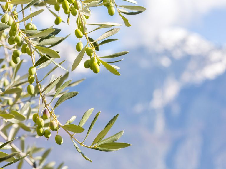 Knospen am Gardasee