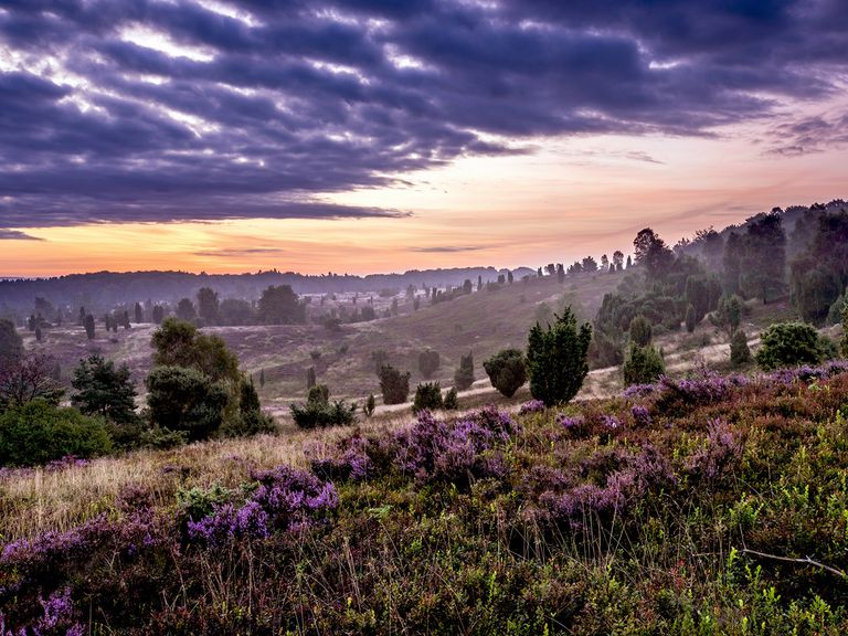 Lüneburger Heide, Wilseder Berg