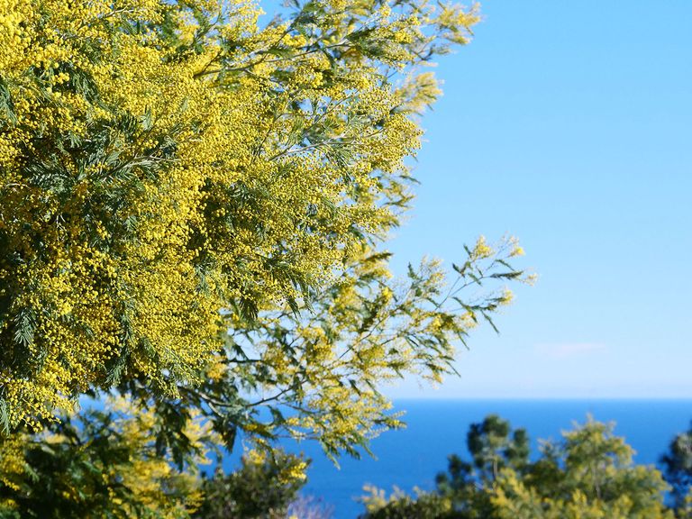 Von Januar bis März blühen die Mimosen in Südfrankreich. Mimosen in Frankreich