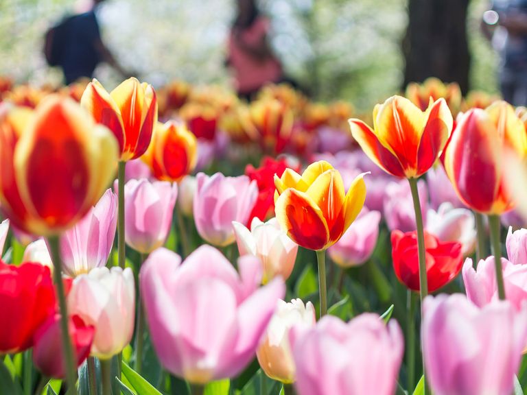 Besonders schön ist die Tulpenblüte in Lisse auf dem Keukenhof. Tulpenblüte in den Niederlanden, Moodfoto