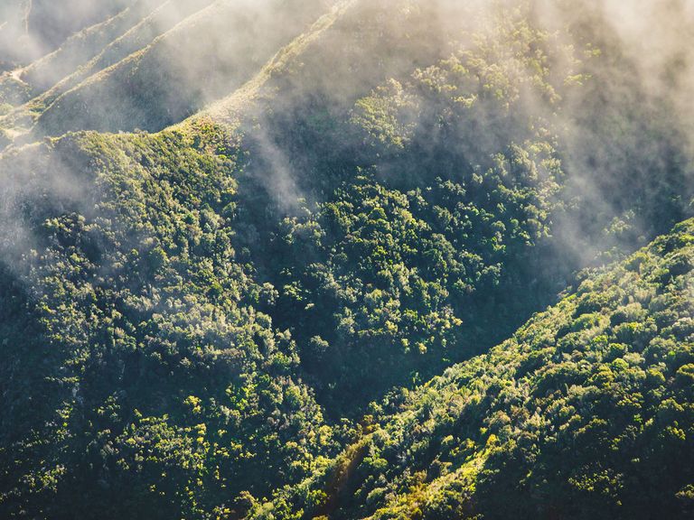 Die Wälder auf Teneriffa erholen sich gerade noch von den Bränden im Jahr 2023. Blick auf Waldgebiet im nebelumwobenen Anaga-Gebirge