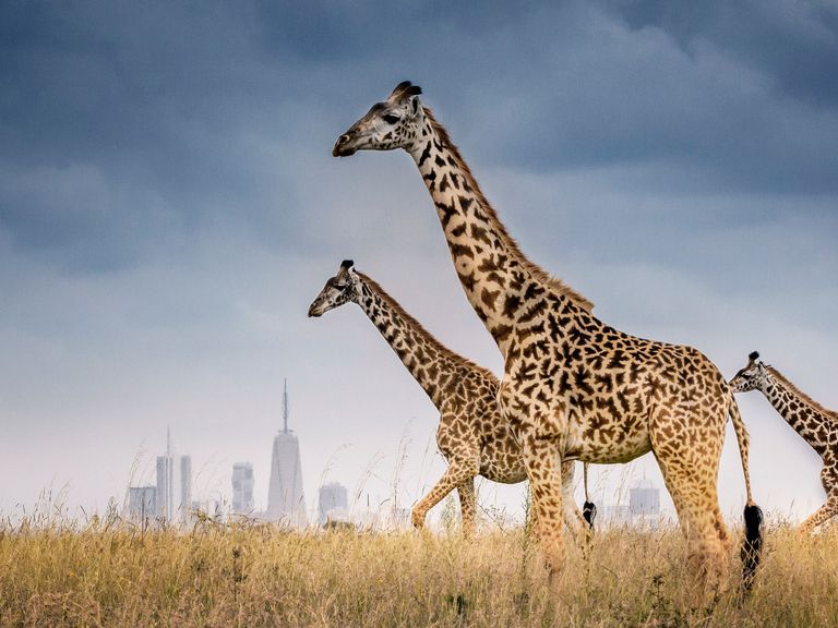 Natur trifft auf Kultur: die Skyline von Nairobi Nairobi Skyline und drei Giraffen