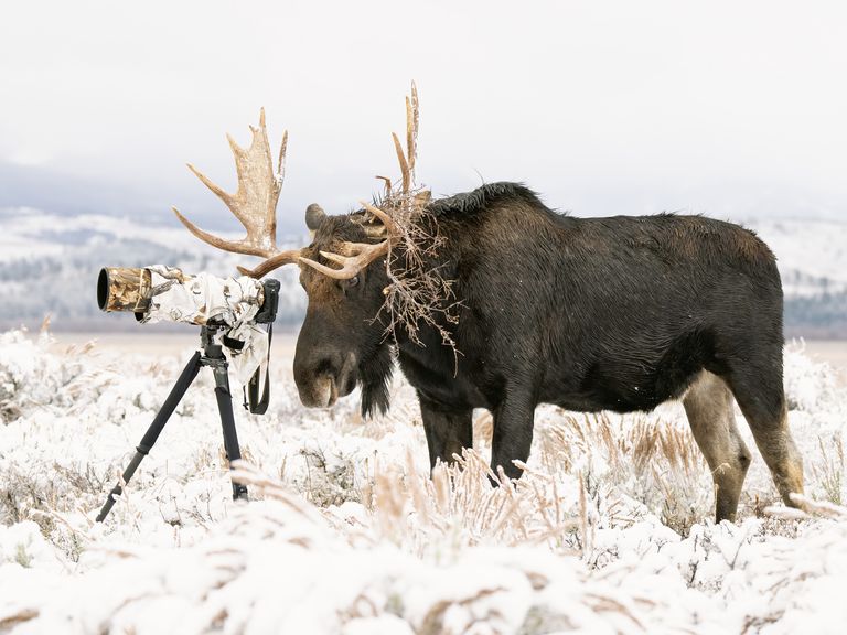 „The Wildlife Photographer“ trifft nicht nur auf Urheberin Deena Sveinsson zu, sondern auch auf ihr neugieriges Motiv, das im verschneiten Wyoming zu ihr stieß. Deena Sveinsson, Wyoming