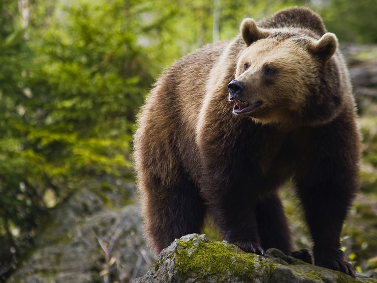 Braunbär in der Finnmark, Schweden