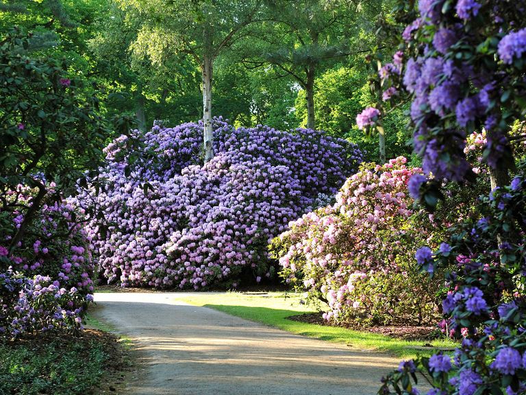 Ein Park für Bremens stolze Rhododendren: der Rhododendronpark Bremen. Rhododendronpark Bremen