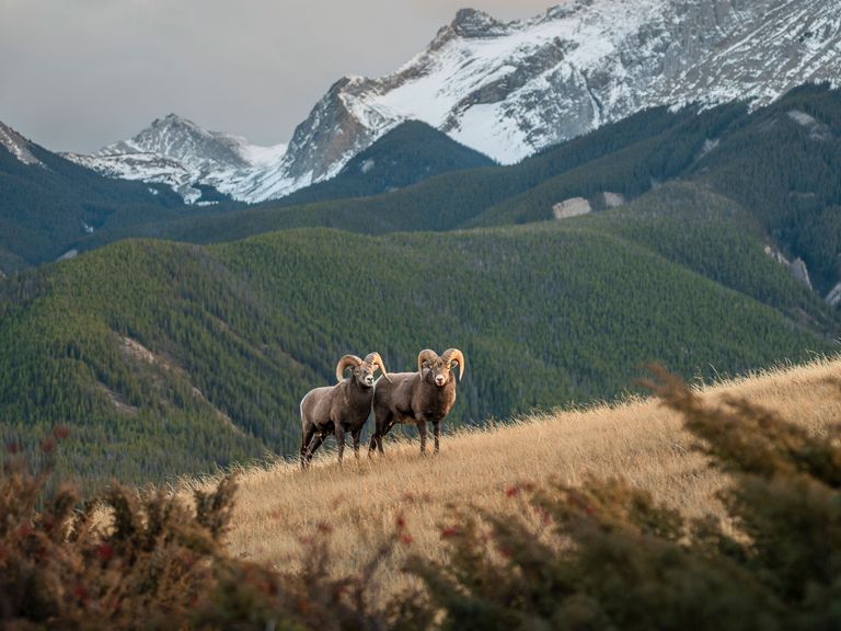 Naturlandschaft in den Rocky Mountains in Alberta