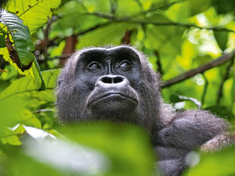 Gorilla im Loango-Nationalpark in Gabun